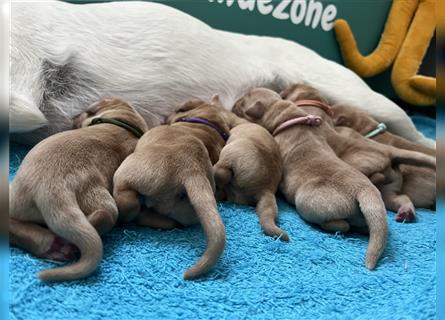 Gelbe Labrador Retriever Welpen Honigtöpfe