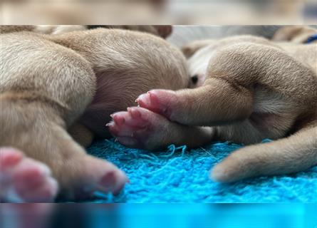 Gelbe Labrador Retriever Welpen Honigtöpfe