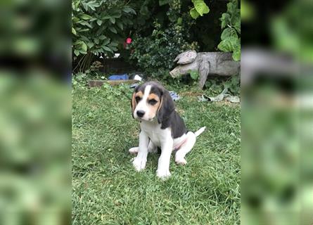 Beagle Welpen fast reinrassig