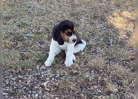 Beagle Welpen fast reinrassig