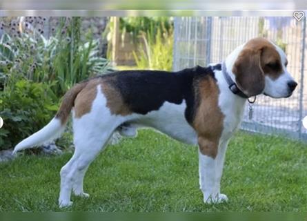 Beagle Welpen fast reinrassig