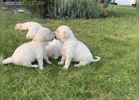 Golden Retriver Welpen aus Hobbyzucht