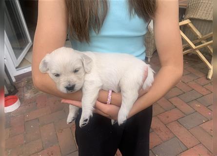 Golden Retriver Welpen aus Hobbyzucht