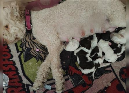 Lagotto Romagnolo Welpen