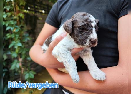 Lagotto Romagnolo Welpen