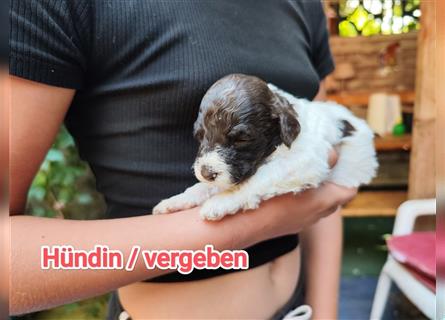 Lagotto Romagnolo Welpen