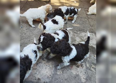 Lagotto Romagnolo Welpen