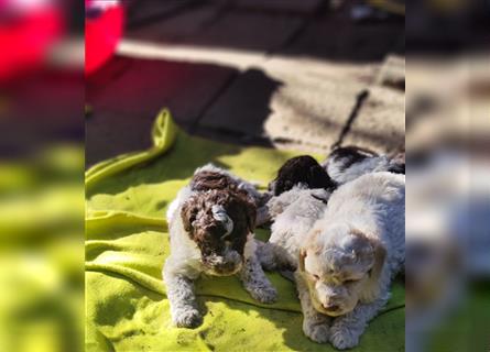 Lagotto Romagnolo Welpen