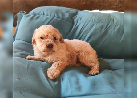 Lagotto Romagnolo Welpen