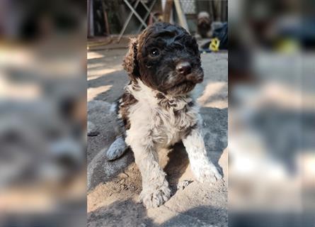 Lagotto Romagnolo Welpen