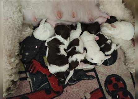 Lagotto Romagnolo Welpen