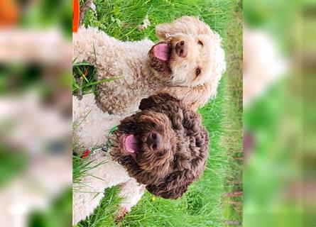 Lagotto Romagnolo Welpen