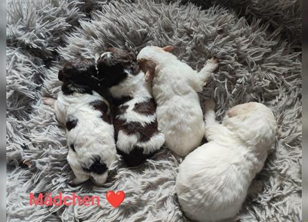 Lagotto Romagnolo Welpen