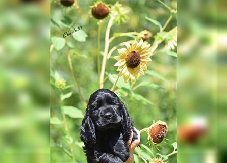 English cocker spaniel