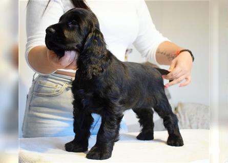 English cocker spaniel