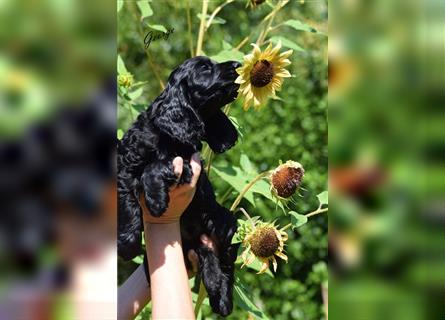 English cocker spaniel