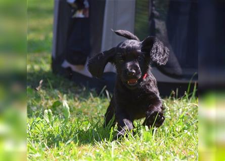 English cocker spaniel