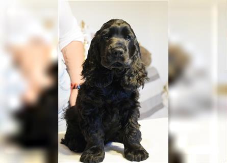 English cocker spaniel