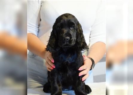 English cocker spaniel