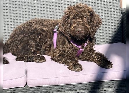 Labradordoodle f1b und goldadordoodle