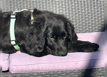 Labradordoodle f1b und goldadordoodle