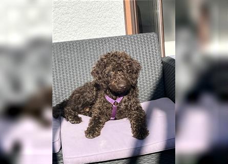 Labradordoodle f1b und goldadordoodle