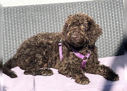 Labradordoodle f1b und goldadordoodle