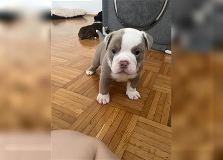 English Bulldog Rüde