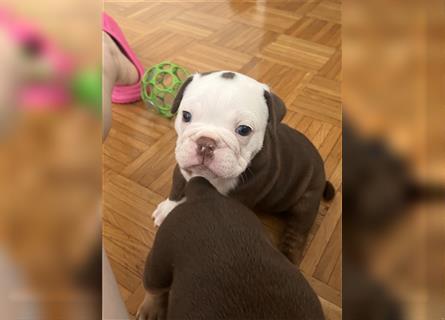 English Bulldog rüde