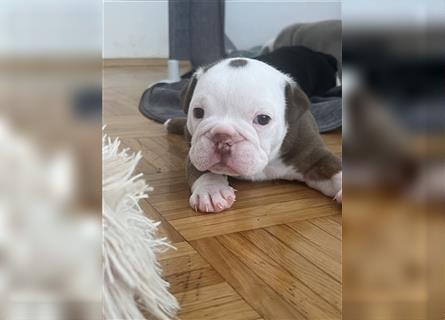 English Bulldog rüde