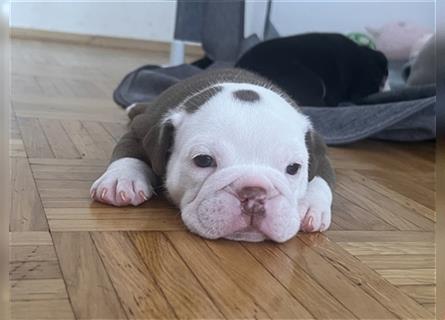 English Bulldog rüde