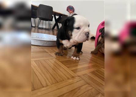 English Bulldog rüde