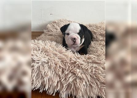 English Bulldog rüde