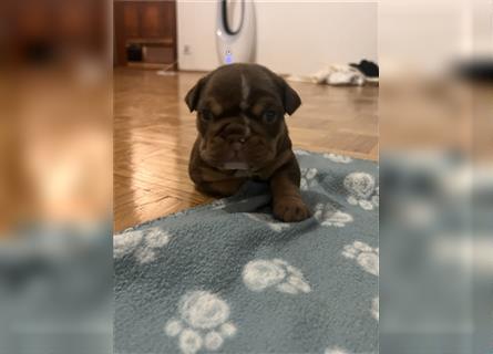 English Bulldog Hündin