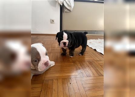 English Bulldog Hündin