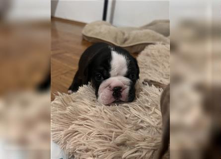 English Bulldog Hündin