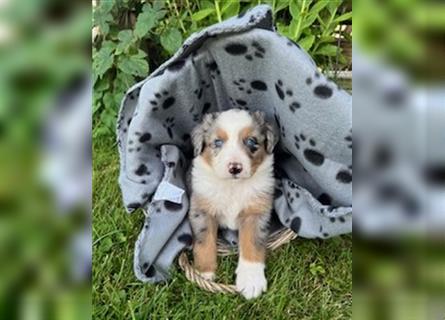 Berner Sennen - Mischlingswelpe / Miniatur Australian Shepherd Mischlingswelpe / Mini Aussie