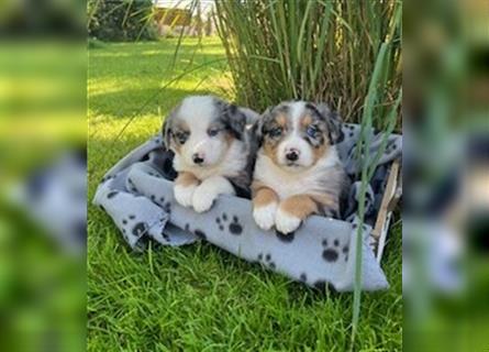 Berner Sennen - Mischlingswelpe / Miniatur Australian Shepherd Mischlingswelpe / Mini Aussie