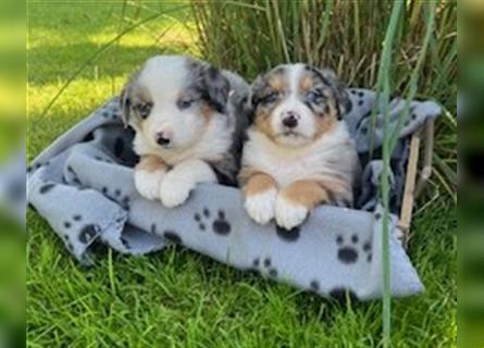 Berner Sennen - Mischlingswelpe / Miniatur Australian Shepherd Mischlingswelpe / Mini Aussie