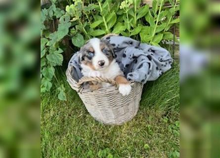 Berner Sennen - Mischlingswelpe / Miniatur Australian Shepherd Mischlingswelpe / Mini Aussie