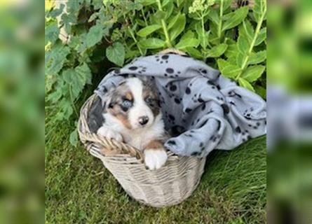 Berner Sennen - Mischlingswelpe / Miniatur Australian Shepherd Mischlingswelpe / Mini Aussie