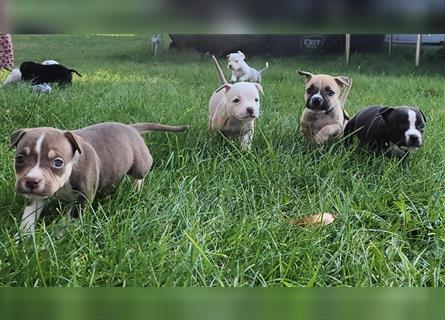 Wunderschöne Bully Baby´s in tollen Farben suchen Lieblingsmensch(en)