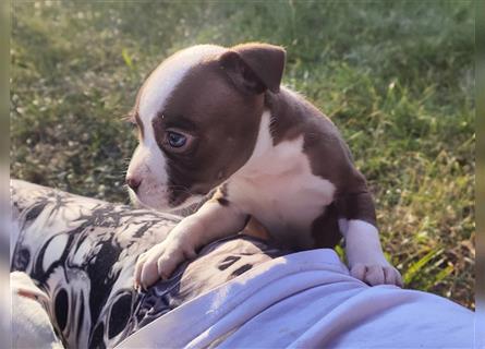 Wunderschöne Bully Baby´s in tollen Farben suchen Lieblingsmensch(en)