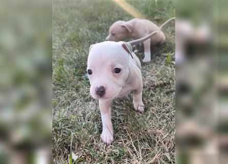 Wunderschöne Bully Baby´s in tollen Farben suchen Lieblingsmensch(en)