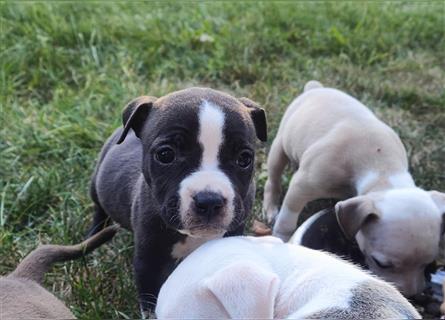 Wunderschöne Bully Baby´s in tollen Farben suchen Lieblingsmensch(en)