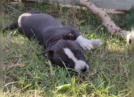 Wunderschöne Bully Baby´s in tollen Farben suchen Lieblingsmensch(en)