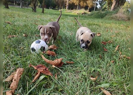 Wunderschöne Bully Baby´s in tollen Farben suchen Lieblingsmensch(en)