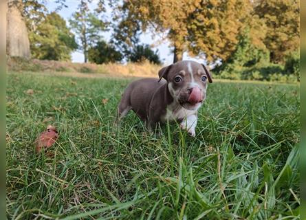 Wunderschöne Bully Baby´s in tollen Farben suchen Lieblingsmensch(en)