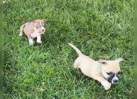 Wunderschöne Bully Baby´s in tollen Farben suchen Lieblingsmensch(en)