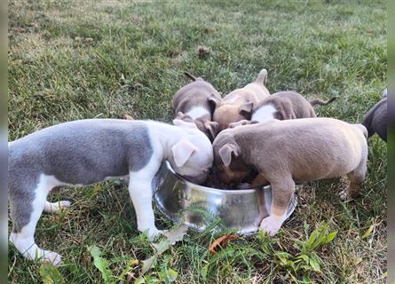 Wunderschöne Bully Baby´s in tollen Farben suchen Lieblingsmensch(en)